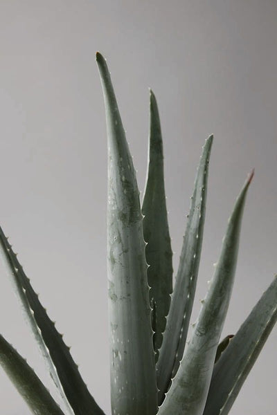 BEAUTY TIPS: Aloe vera e Arnica montana. Cosa c'è da sapere?